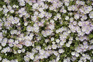 Crystalline Iceplant -Mesembryanthemum crystallinum-, Costa Brava, Spain Crystalline Iceplant -Mesembryanthemum crystallinum-, Costa Brava, Spain