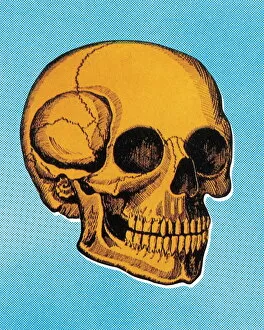 Images Dated 19th December 2003: Skull