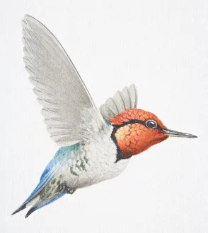 Cuban Bee Hummingbird, Mellissuga helenae, with a red head in flight Cuban Bee Hummingbird, Mellissuga helenae, with a red head in flight