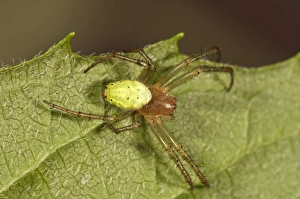 Cucumber Green Orb Spider -Araniella cucurbitina-, female, Untergroningen, Abtsgmuend Cucumber Green Orb Spider -Araniella cucurbitina-, female, Untergroningen, Abtsgmuend