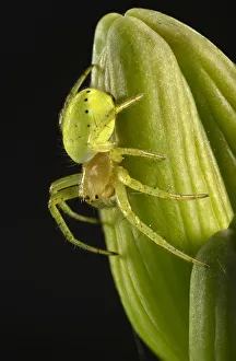 Cucumber Green Spider -Araniella cucurbitina-, young animal on a Bearded Iris -Iris Cucumber Green Spider -Araniella cucurbitina-, young animal on a Bearded Iris -Iris