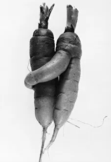 Cuddling Carrots