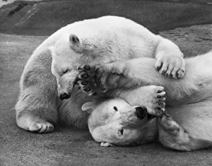 Cuddly Bears Cuddly Bears