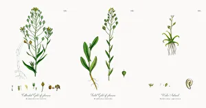 Cultivated Gold-of-pleasure, Camelina eu-sativa, Victorian Botanical Illustration, 1863 Cultivated Gold-of-pleasure, Camelina eu-sativa, Victorian Botanical Illustration, 1863