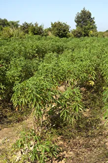 Cultivation of Cassava or Manioc -Manihot esculenta-, Siem Reap, Cambodia, Southeast Asia Cultivation of Cassava or Manioc -Manihot esculenta-, Siem Reap, Cambodia, Southeast Asia