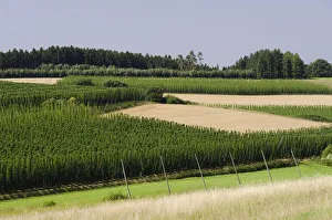 Cultivation of Hops -Humulus lupulus- in the Hallertau area, Mainburg, Bavaria, Germany Cultivation of Hops -Humulus lupulus- in the Hallertau area, Mainburg, Bavaria, Germany