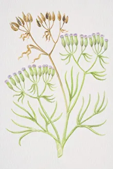 Cuminum cyminum, Cumin, sprig of plant with purple buds Cuminum cyminum, Cumin, sprig of plant with purple buds