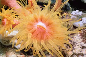 <b class=qtipBold><figcaption>Cup Coral</figcaption></b><br>Jeff Rotman Underwater Photography, 6395-000261 Cup Coral
