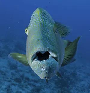 <b class=qtipBold><figcaption>LIPS</figcaption></b><br>Curious napoleon wrasse, Blue Corner Palau.<br><em>© Wildestanimal 2015</em> LIPS