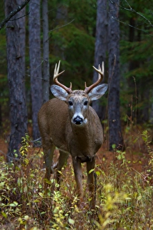 Curious Prince - White tailed deer, Ottawa Curious Prince - White tailed deer, Ottawa