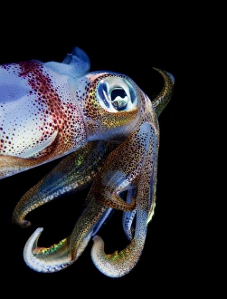 <b class=qtipBold><figcaption>Curious squid</figcaption></b><br>Andrey Narchuk Photography, 163056426<br><em>© Andrey Narchuk</em> Curious squid