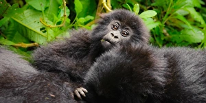 A curious young mountain gorilla (Gorilla beringei beringei A curious young mountain gorilla (Gorilla beringei beringei