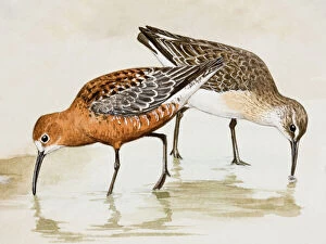 Watercolor paintings Collection: Curlew sandpiper (Calidris ferruginea), two birds wading through water, pecking, side view