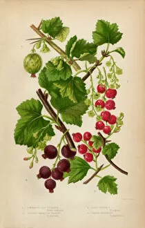 Currant, Red Currant, Black Currant and Gooseberry, Victorian Botanical Illustration