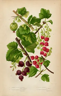 Currant, Red Currant, Black Currant and Gooseberry, Victorian Botanical Illustration Currant, Red Currant, Black Currant and Gooseberry, Victorian Botanical Illustration