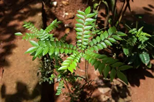 Images Dated 1st April 2013: Curry leaves, Sri Lanka