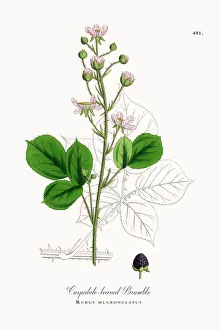 Cuspidate-leaved Bramble, Rubus mucronulatus, Victorian Botanical Illustration, 1863 Cuspidate-leaved Bramble, Rubus mucronulatus, Victorian Botanical Illustration, 1863