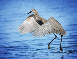Cute Antics of a Reddish Egret at Fort Myers Beach, Florida Cute Antics of a Reddish Egret at Fort Myers Beach, Florida