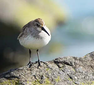 Cute Close Up of Dunlin Looking at Camera Cute Close Up of Dunlin Looking at Camera
