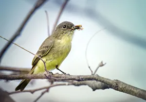 Cute Close Up of Eastern Phoebe with Insect in Beak in Pennsylvania Cute Close Up of Eastern Phoebe with Insect in Beak in Pennsylvania