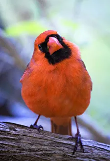 Cute and Curious Northern Cardinal Looking at the Camera Cute and Curious Northern Cardinal Looking at the Camera