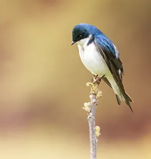 Cute Tree Swallow Close Up Looking Down with Concentration in Audubon, Pennsylvania Cute Tree Swallow Close Up Looking Down with Concentration in Audubon, Pennsylvania