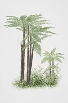 Images Dated 19th July 2006: Cyathea sp. Tree Ferns