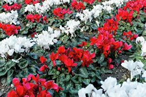 Cyclamen -Cyclamen cilicium- in white and red lines in a flower bed Cyclamen -Cyclamen cilicium- in white and red lines in a flower bed