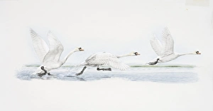 Cygnus olor, Mute Swan at three stages of taking-off from water, side view Cygnus olor, Mute Swan at three stages of taking-off from water, side view