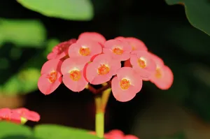 Cyme with cyathia of Crown-of-thorns or Christ Plant -Euphorbia milii-, Madagascar, Africa Cyme with cyathia of Crown-of-thorns or Christ Plant -Euphorbia milii-, Madagascar, Africa