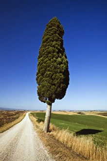 Cypress -Cupressus- in typical Tuscan landscape, near Ville de Corsano, Tuscany, Italy, Europe Cypress -Cupressus- in typical Tuscan landscape, near Ville de Corsano, Tuscany, Italy, Europe
