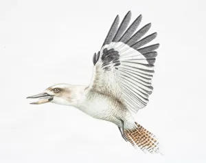 Dacelo novaeguineae, Laughing Kookaburra in flight, side view Dacelo novaeguineae, Laughing Kookaburra in flight, side view
