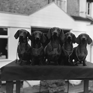 <b class=qtipBold><figcaption>Dachshunds</figcaption></b><br>Five red smooth-haired dachshunds at Crufts. Dachshunds