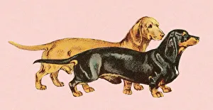 Pets Gallery: Two dachshunds