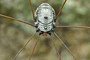 <b class=qtipBold><figcaption>Daddy Longlegs Spider</figcaption></b><br>Insects On Earth, 584685539<br><em>© Donald Jusa</em> Daddy Longlegs Spider