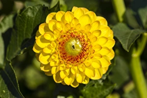<b class=qtipBold><figcaption>Dahlia -Dahlia sp.-, Hesse, Germany</figcaption></b><br><em>© This content is subject to copyright.</em> Dahlia -Dahlia sp.-, Hesse, Germany