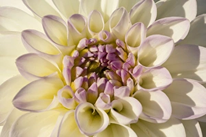 <b class=qtipBold><figcaption>Dahlia -Dahlia sp.-, Hesse, Germany</figcaption></b><br><em>© This content is subject to copyright.</em> Dahlia -Dahlia sp.-, Hesse, Germany