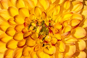 <b class=qtipBold><figcaption>Dahlia -Dahlia sp.-, Hesse, Germany</figcaption></b><br><em>© This content is subject to copyright.</em> Dahlia -Dahlia sp.-, Hesse, Germany