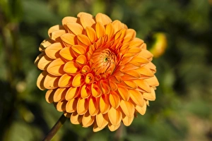 <b class=qtipBold><figcaption>Dahlia -Dahlia sp.-, Hesse, Germany</figcaption></b><br><em>© This content is subject to copyright.</em> Dahlia -Dahlia sp.-, Hesse, Germany