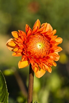 <b class=qtipBold><figcaption>Dahlia -Dahlia sp.-, Hesse, Germany</figcaption></b><br><em>© This content is subject to copyright.</em> Dahlia -Dahlia sp.-, Hesse, Germany