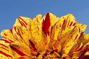 <b class=qtipBold><figcaption>Dahlia -Dahlia sp.-, Hesse, Germany</figcaption></b><br><em>© This content is subject to copyright.</em> Dahlia -Dahlia sp.-, Hesse, Germany