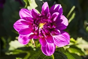 <b class=qtipBold><figcaption>Dahlia -Dahlia sp.-, Hesse, Germany</figcaption></b><br><em>© This content is subject to copyright.</em> Dahlia -Dahlia sp.-, Hesse, Germany