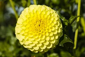 <b class=qtipBold><figcaption>Dahlia -Dahlia sp.-, Hesse, Germany</figcaption></b><br><em>© This content is subject to copyright.</em> Dahlia -Dahlia sp.-, Hesse, Germany