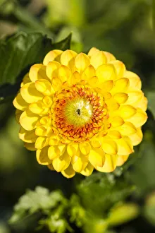 <b class=qtipBold><figcaption>Dahlia -Dahlia sp.-, Hesse, Germany</figcaption></b><br><em>© This content is subject to copyright.</em> Dahlia -Dahlia sp.-, Hesse, Germany