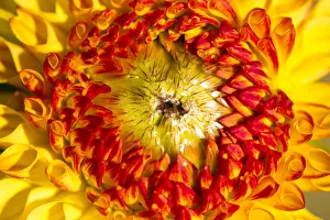 <b class=qtipBold><figcaption>Dahlia -Dahlia sp.-, Hesse, Germany</figcaption></b><br><em>© This content is subject to copyright.</em> Dahlia -Dahlia sp.-, Hesse, Germany
