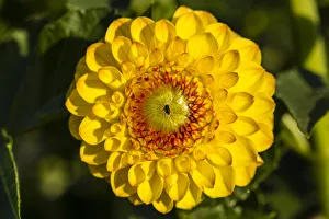 <b class=qtipBold><figcaption>Dahlia -Dahlia sp.-, Hesse, Germany</figcaption></b><br><em>© This content is subject to copyright.</em> Dahlia -Dahlia sp.-, Hesse, Germany