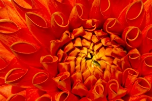<b class=qtipBold><figcaption>Dahlia -Dahlia sp.-, Hesse, Germany</figcaption></b><br><em>© This content is subject to copyright.</em> Dahlia -Dahlia sp.-, Hesse, Germany