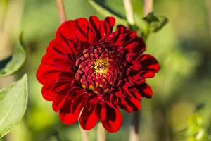<b class=qtipBold><figcaption>Dahlia -Dahlia sp.-, Hesse, Germany</figcaption></b><br><em>© This content is subject to copyright.</em> Dahlia -Dahlia sp.-, Hesse, Germany