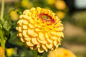 <b class=qtipBold><figcaption>Dahlia -Dahlia sp.-, Hesse, Germany</figcaption></b><br><em>© This content is subject to copyright.</em> Dahlia -Dahlia sp.-, Hesse, Germany