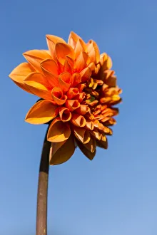 <b class=qtipBold><figcaption>Dahlia -Dahlia sp.-, Hesse, Germany</figcaption></b><br><em>© This content is subject to copyright.</em> Dahlia -Dahlia sp.-, Hesse, Germany